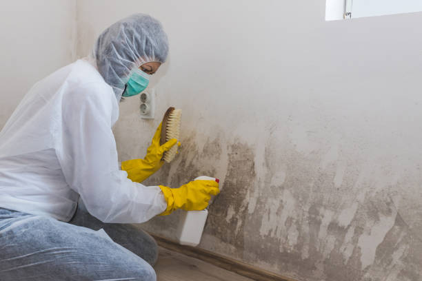 Best Insurance-Related Mold Remediation in Giddings, TX