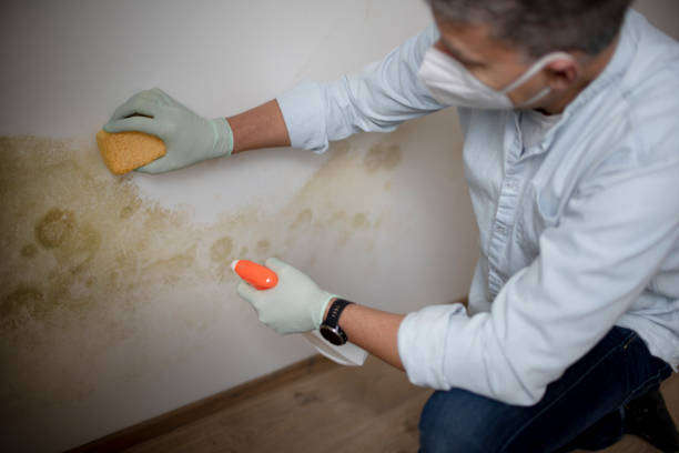 Trusted Giddings, TX Mold Remediation Experts