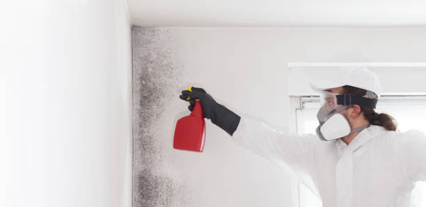 Best Localized Mold Remediation (e.g., coastal areas, humid climates) in Giddings, TX