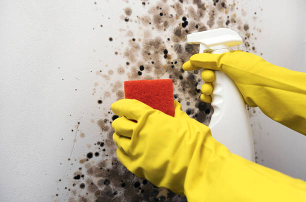 Best DIY Mold Remediation Support Services in Giddings, TX