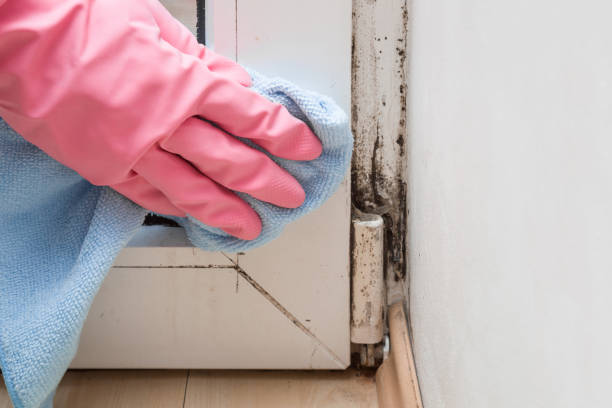 Giddings, TX Mold Remediation Company