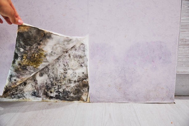 Best Residential Mold Remediation in Giddings, TX